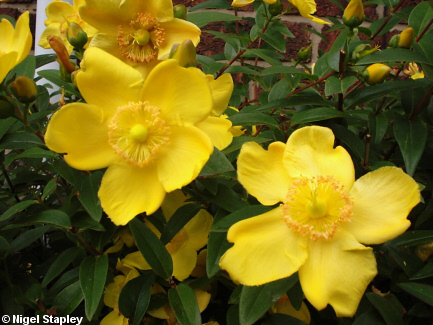 Picture of Hypericum flowers