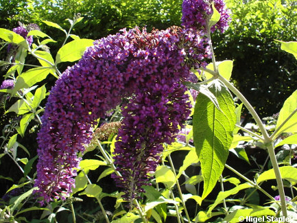 Picture of a Buddleia bush