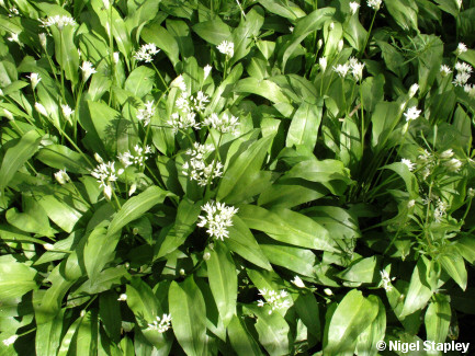 Picture of ramsons