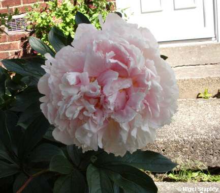 Picture of a white-pink peony