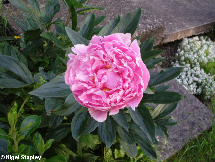 Picture of a pink peony