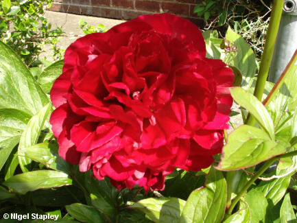 Picture of a red peony