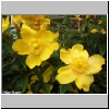 Picture of a yellow flowers