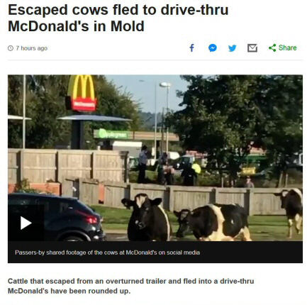 Headline from the BBC about escaped cows fleeing into a drive-in Macdonald's
