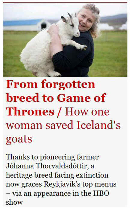 Screengrab from the 'Guardian' about an Icelandic farmer saving a breed of goat from extinction...so that they can be eaten'