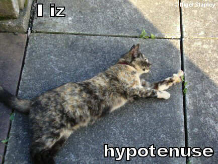 Picture of cat lying diagonally across some paving slabs