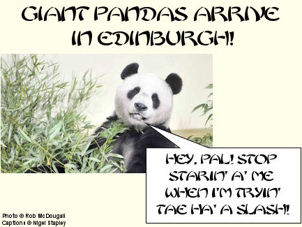 Photo of panda looking out from a bamboo bush plus caption saying 'Giant pandas arrive in Edinburgh' and speech bubble saying 'Hey, pal! Stop starin' a' me when I'm tryin' tae ha' a slash!'