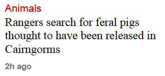 Guardian headline: 'Rangers search for feral pigs thought to have been released in Cairngorms'