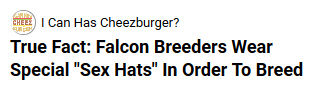 Screenshot from the 'I Can Has Cheezburger: 'Falcon breeders wear special 'sex hats' in order to breed'