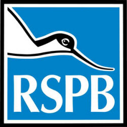 Logo of the RSPB