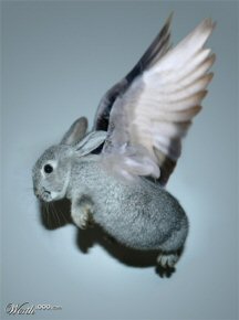 Air Bunny