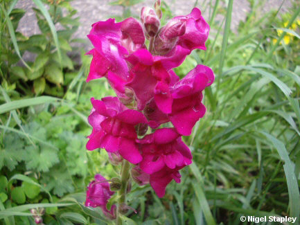 Photo of an antirrhinum