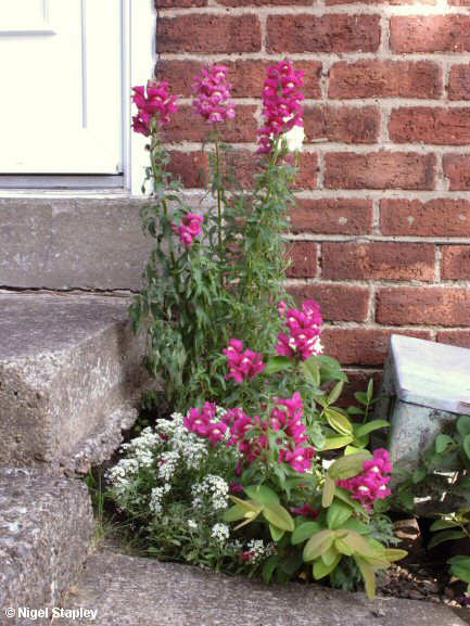 Photo of antirrhinums by a front door