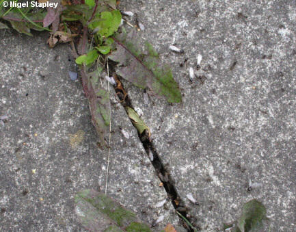 Photo of ants beginning their nuptial flight