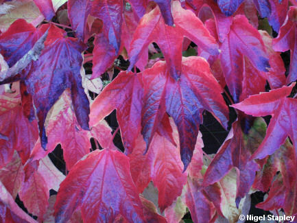 Photo of red and purple leaves