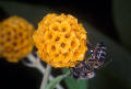 Photo of buddleia globosa flower with a bee on it