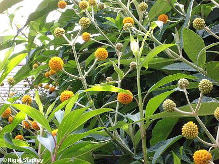 Photo of part of a buddleia globosa bush