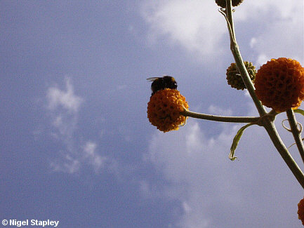 Photo of a bumble bee on a buddleia globosa flower