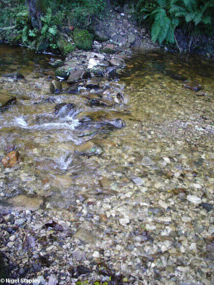 Photo of a small river