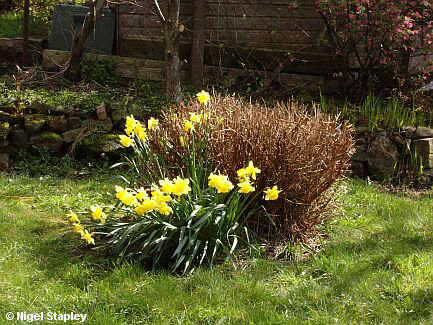 Picture of daffodils in a small garden with the sun shining