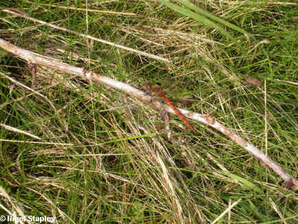 Photo of a red-bodied dragonfly