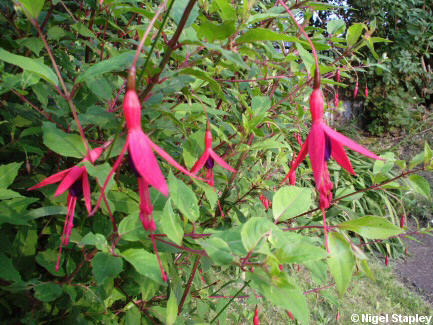 Photo of fuchsia flowers