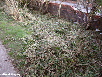 Photo of a big pile of ivy pulled out of a hedge
