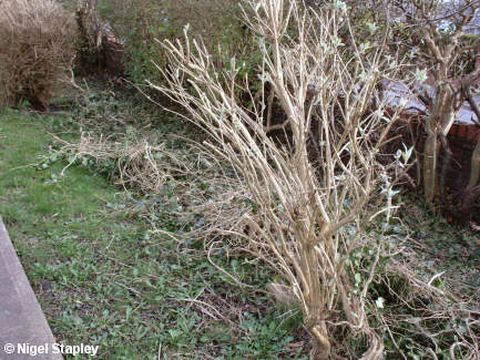 Photo of a big pile of ivy pulled out of a hedge