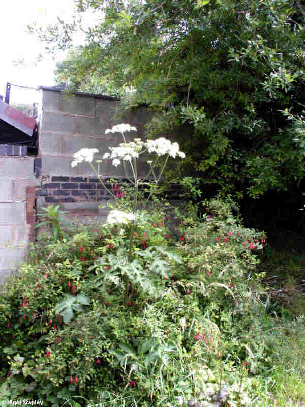 Photo of a common hogweed