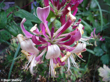 Photo of a honeysuckle flower