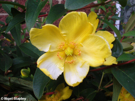 Photo of hypericum flowers