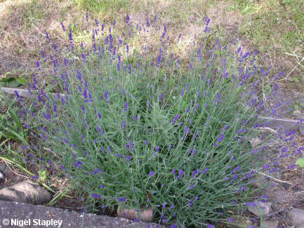Photo of a lavender bush