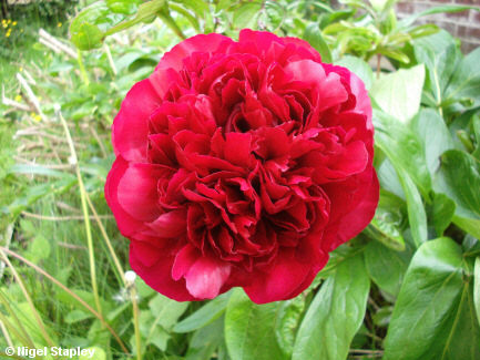 Photo of a large red-headed peony