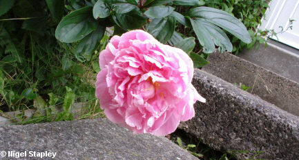 Photo of a large pink-headed peony