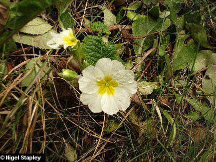 Photo of a primrose