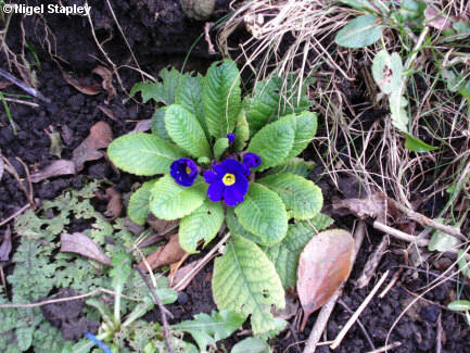 Photo of a blue primrose