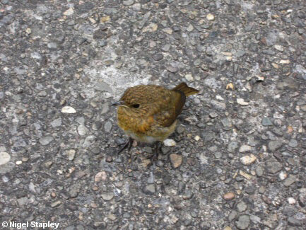 Picture of a young robin