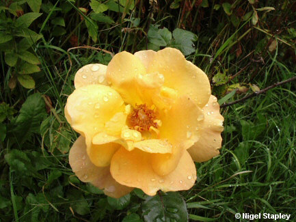 Picture of yellow rose with raindrops on it in my garden