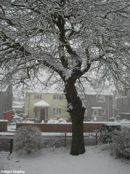Snow on an oak tree