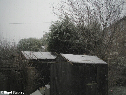 Snow falling on my back garden