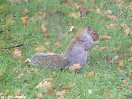 Picture of a grey squirrel on the grass