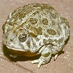 Picture of a toad